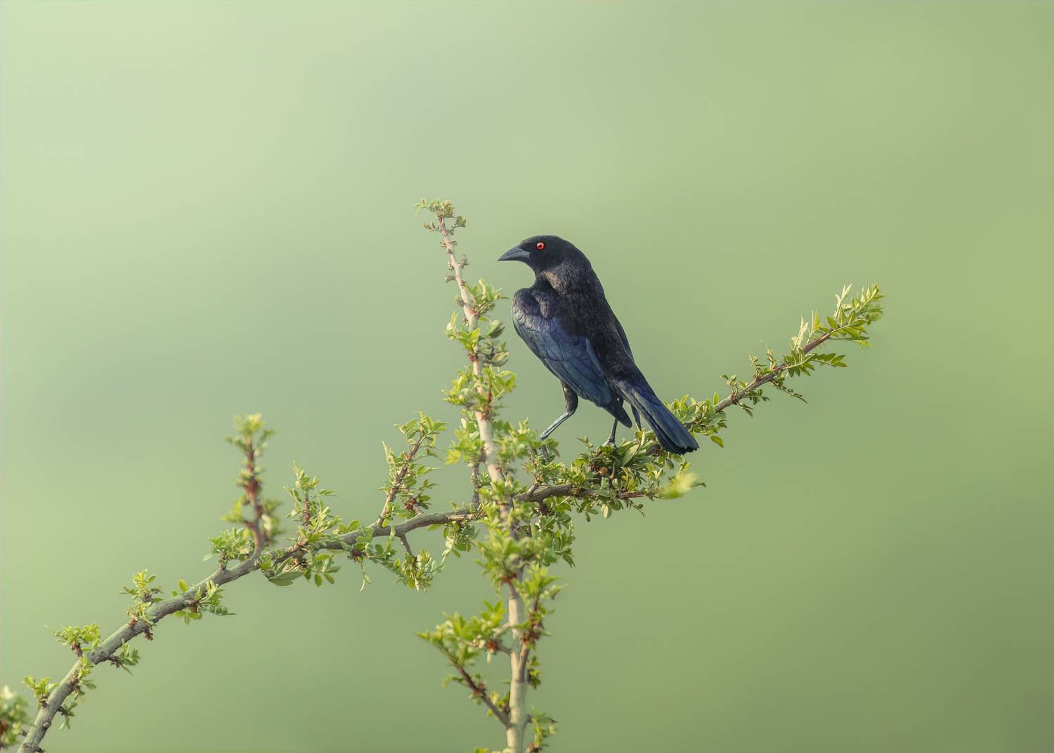 , Maikel Valle Clara