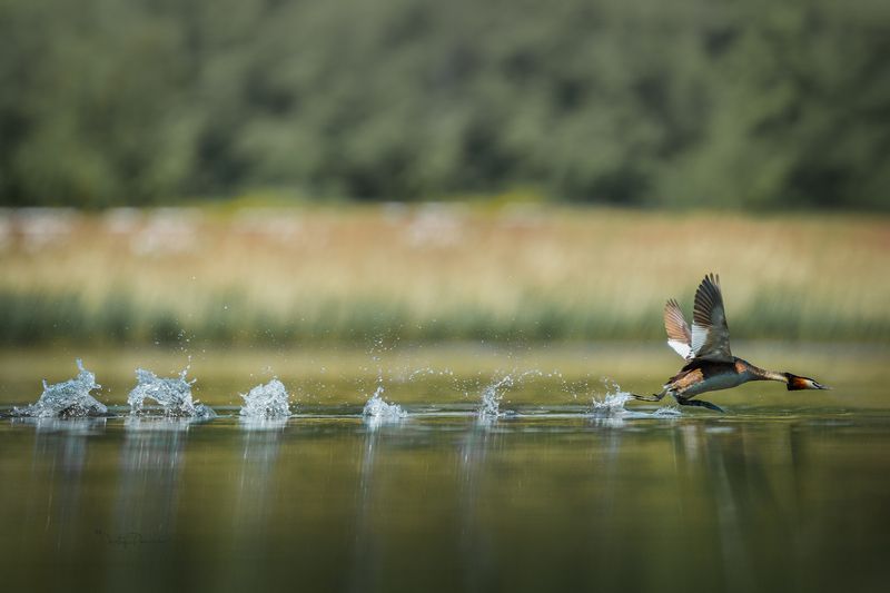 природа, лес, поля, огороды, животные, птицы, макро В сельпо рыбу завезли ..., надо успеть фото превью