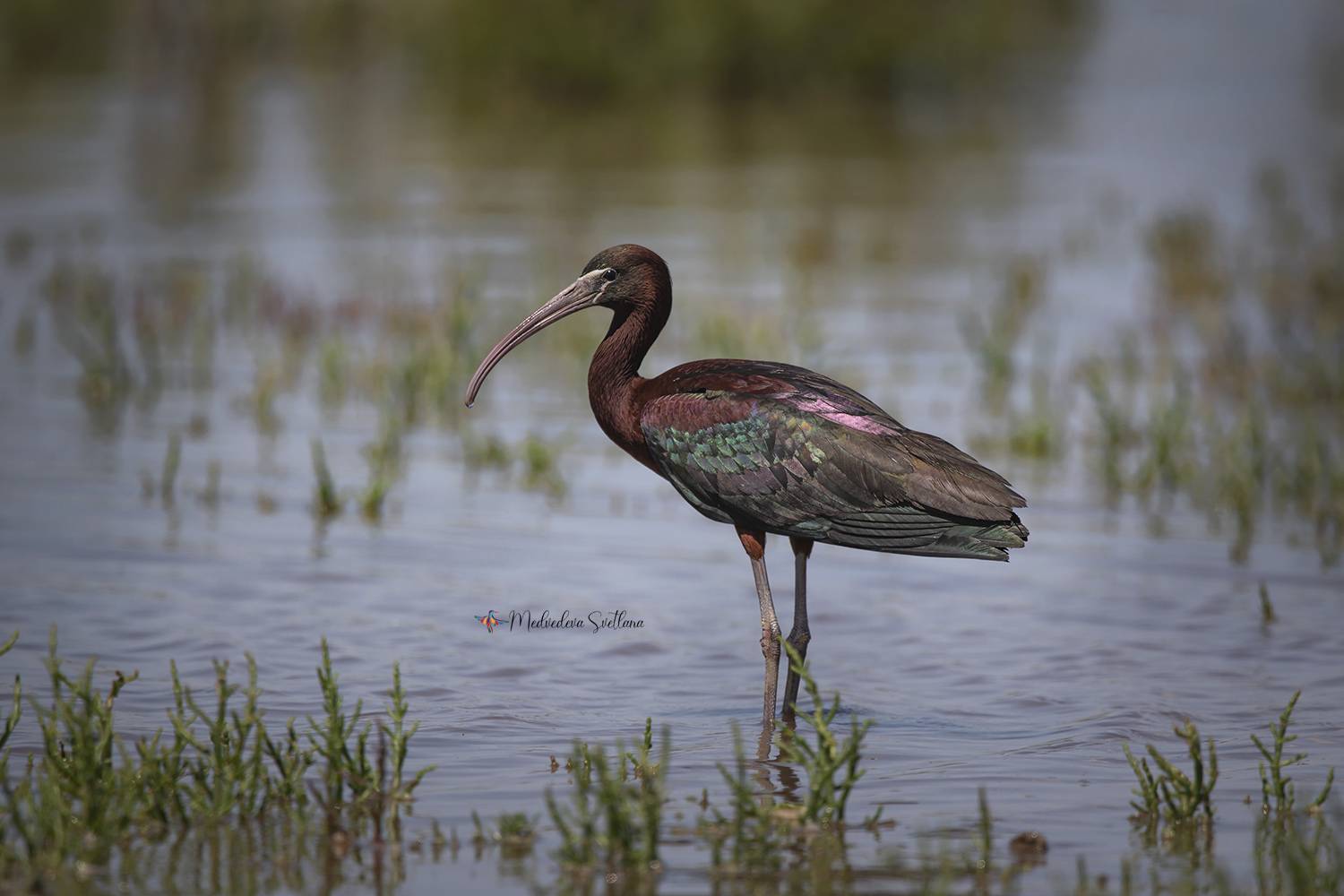 фотоохота, птица, каравайка, Медведева Светлана
