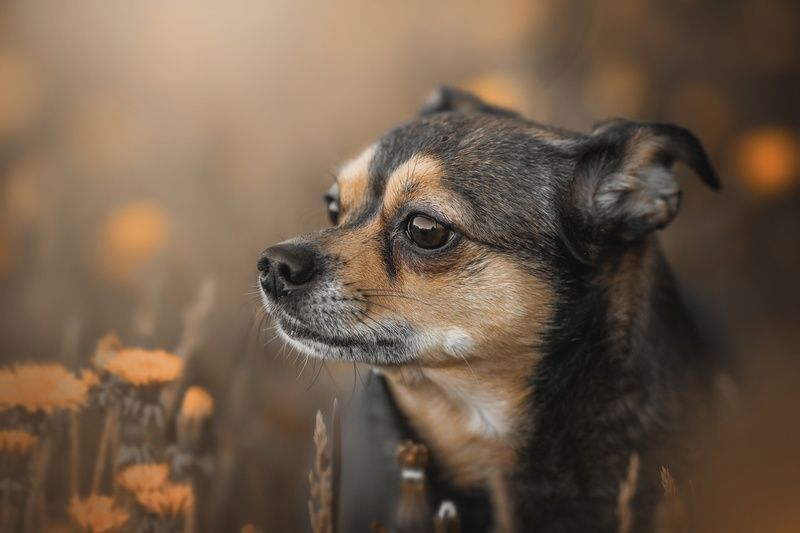 собака Нэш. Очень общительный маленький песик фото превью
