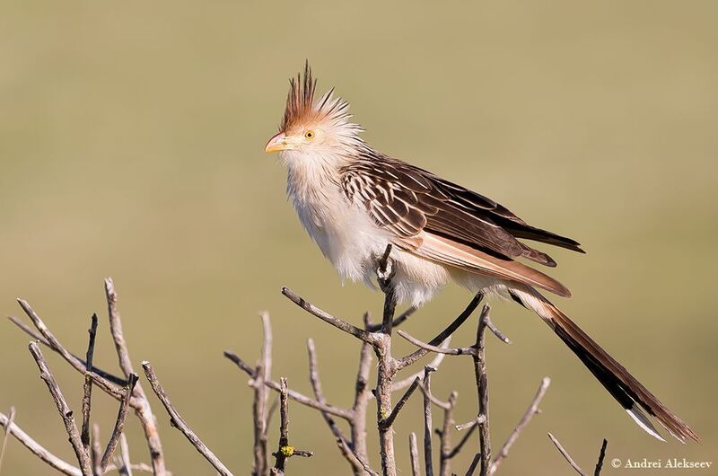 Серия птицы аргентины. Pirincho, Guira guira, Guira Cuckoo. фото превью