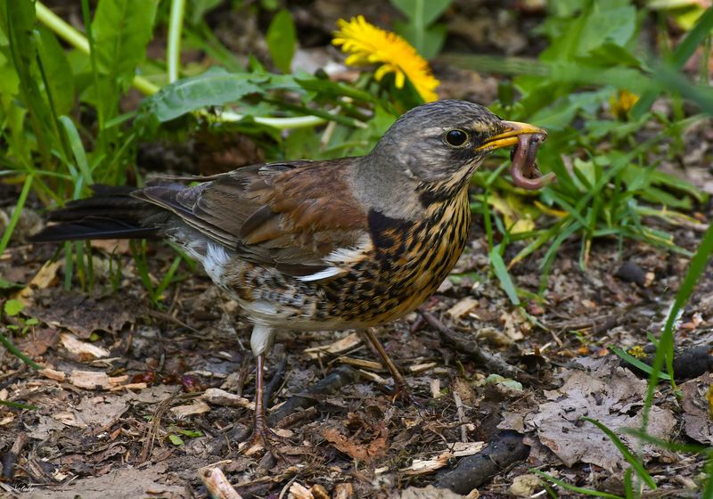 Дрозд - рябинник с добычей фото превью