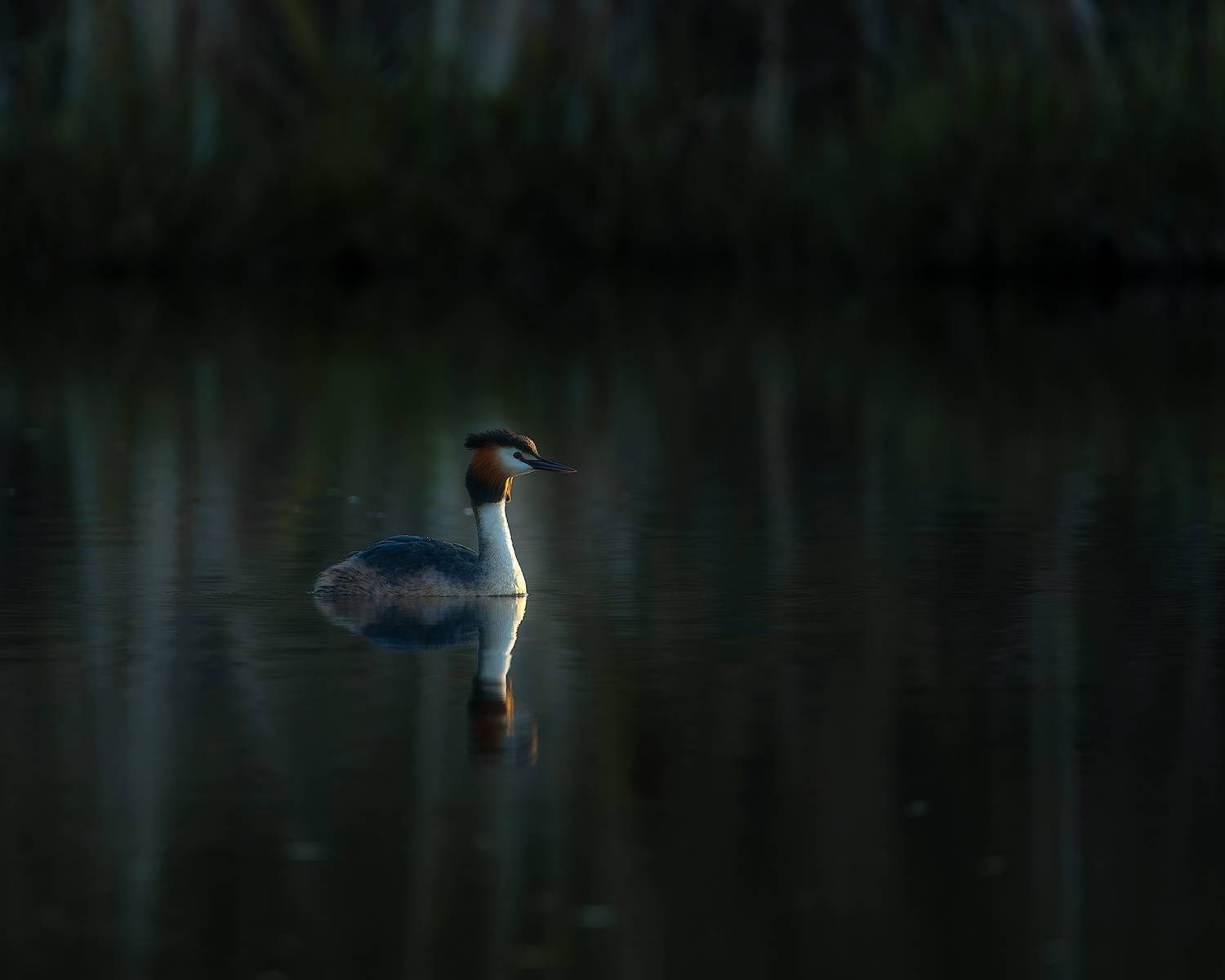 птички, фотоохота, чомга, поганка, Марголин Алексей