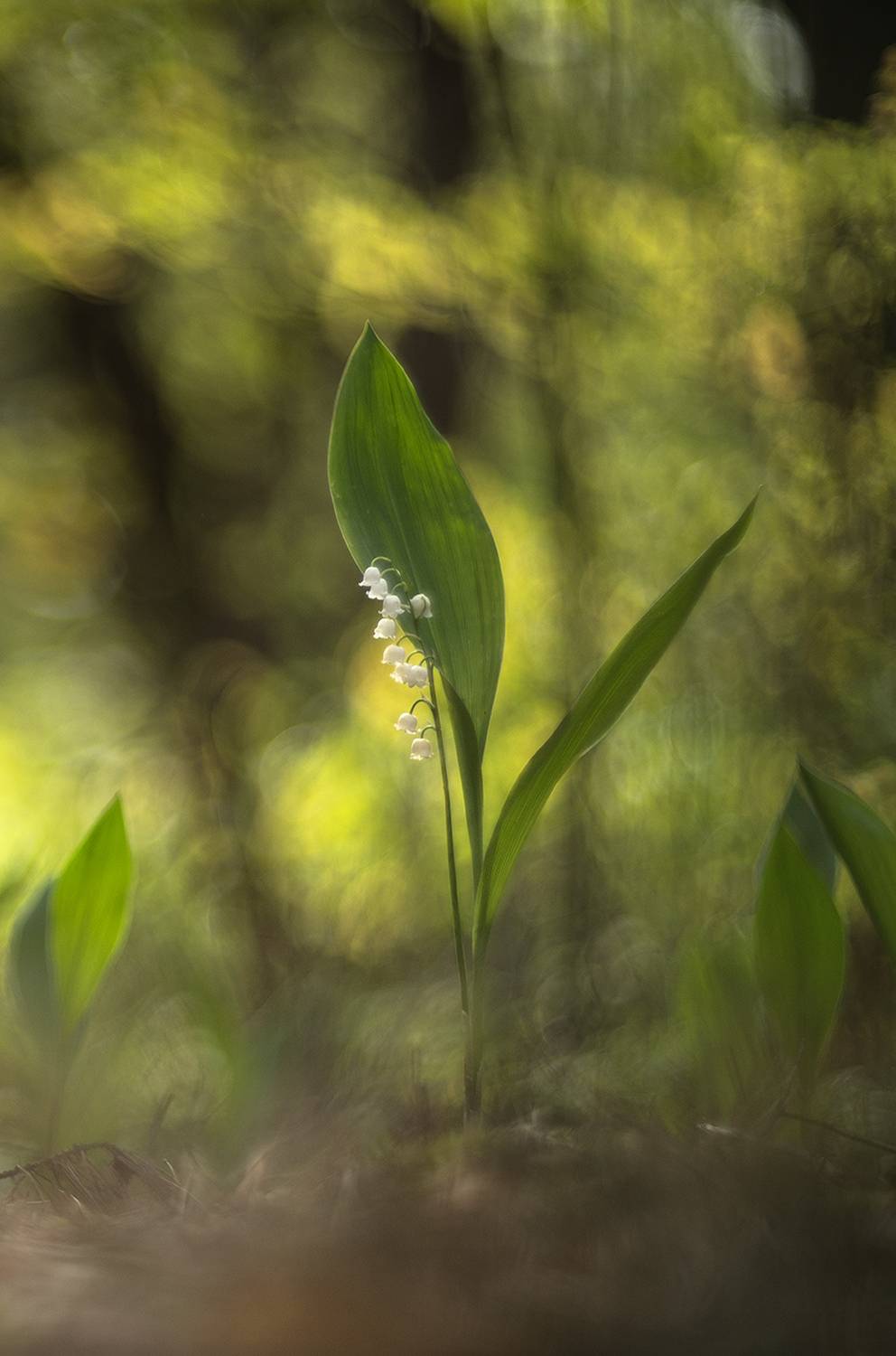 ландыши, весна, май, свет, лес, макро, природа, геннадий мещеряков, nikon d 850, гелиос-40-2 1,5/85 никон., Мещеряков Геннадий