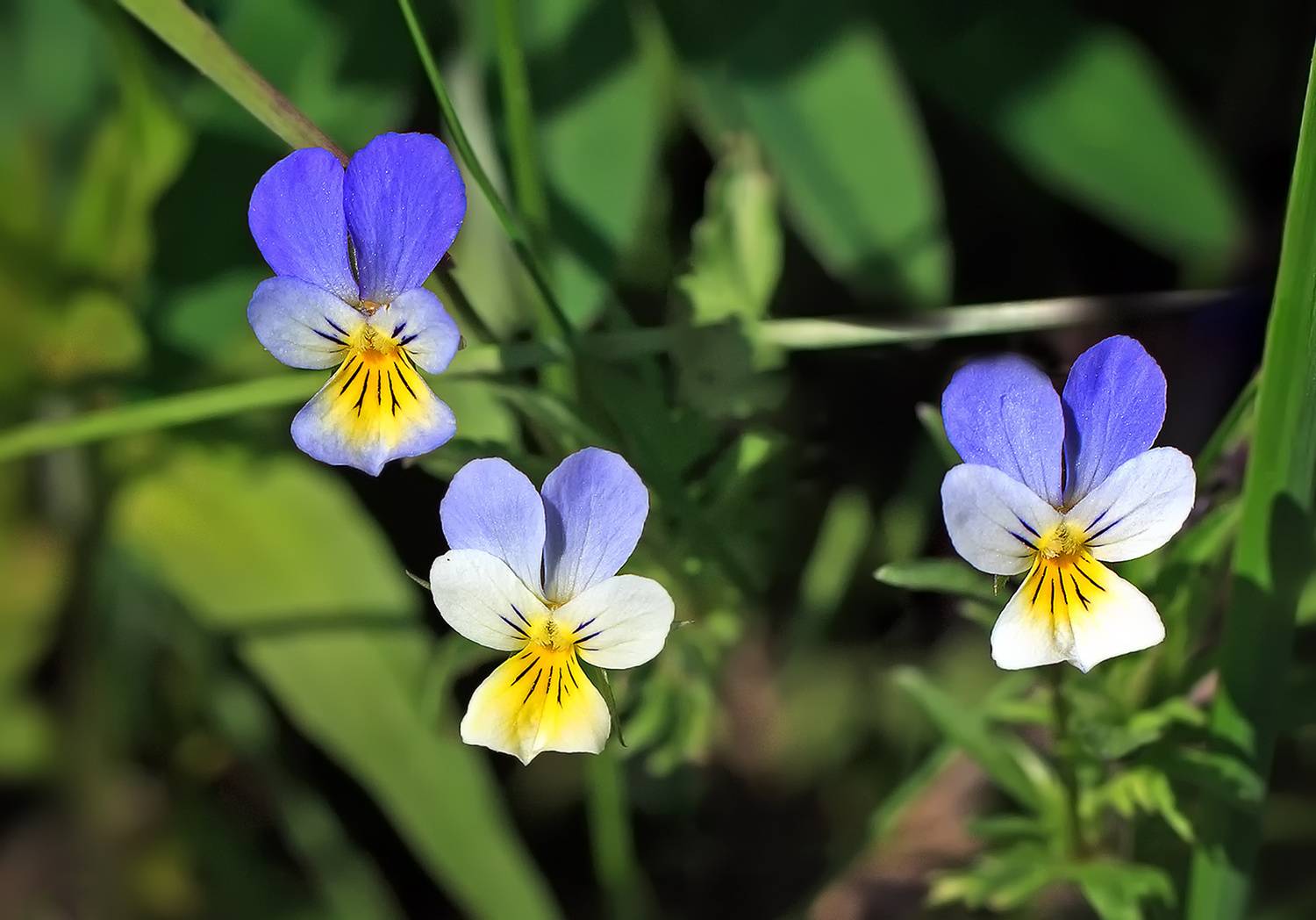 весна, май, цветы, Борис Новиков