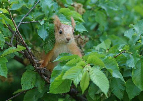 Любопытный малыш