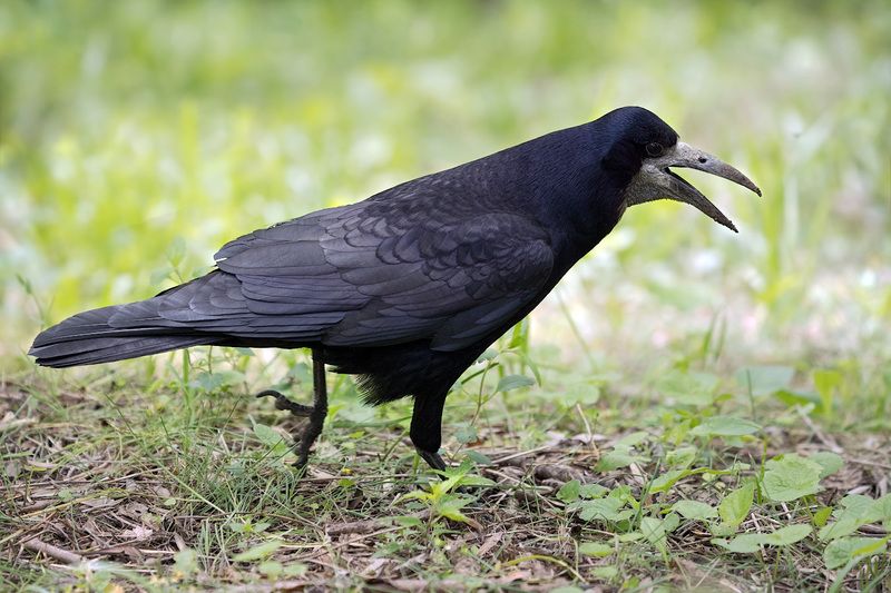 весна. грач. крик. Строгий фото превью