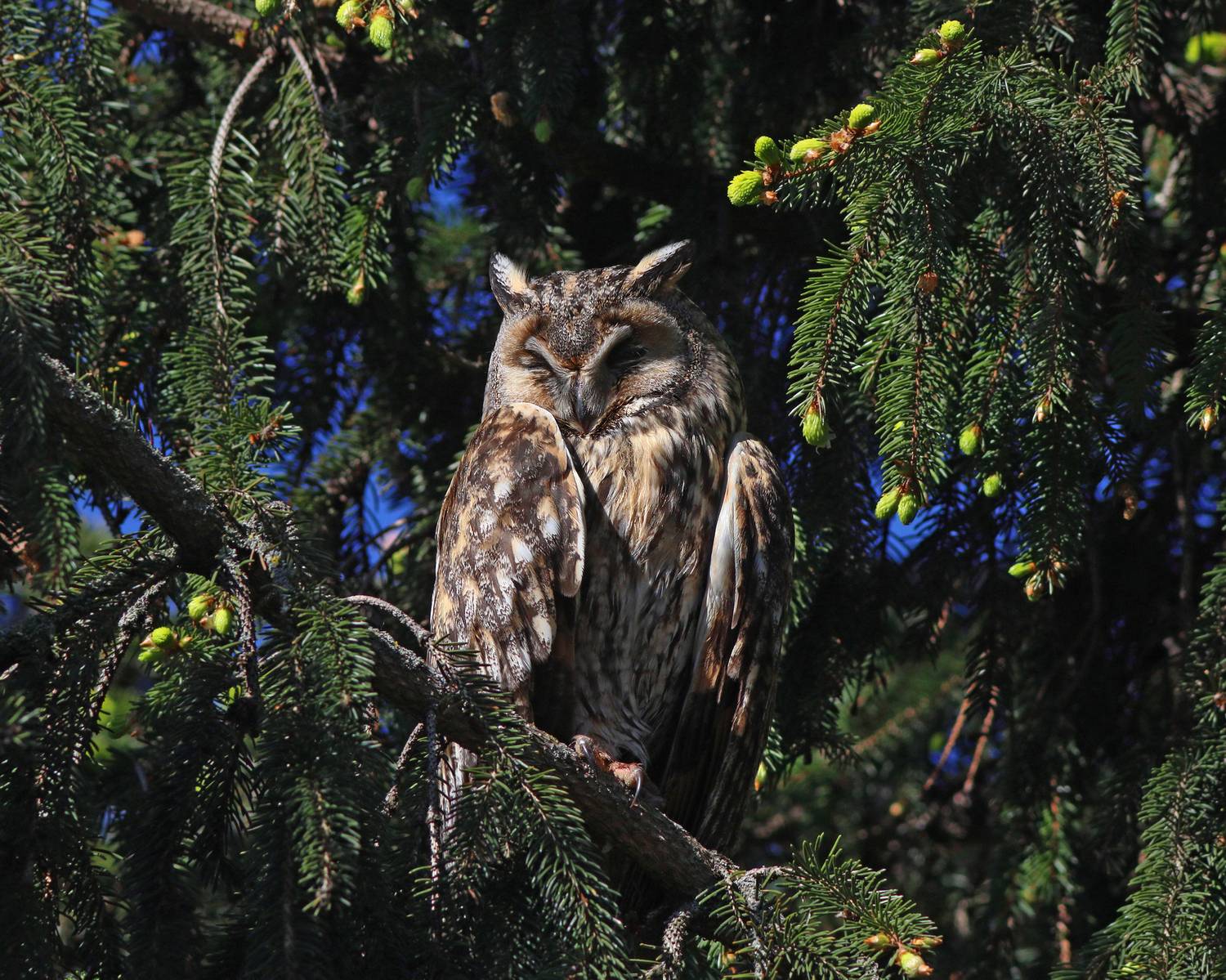 ушастая сова, сова, asio otus, long-eared owl, owl, Бондаренко Георгий