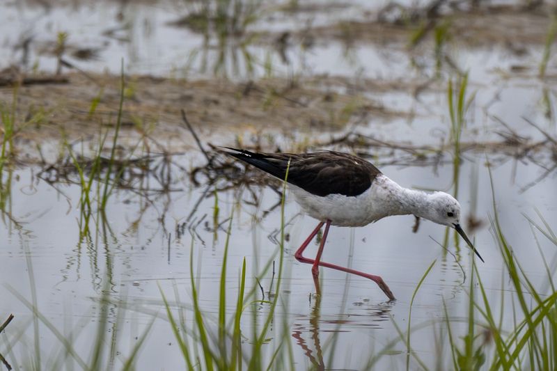 птицы, животные, дикая природа, birds, animal, wildlife Black Winged Stilt фото превью