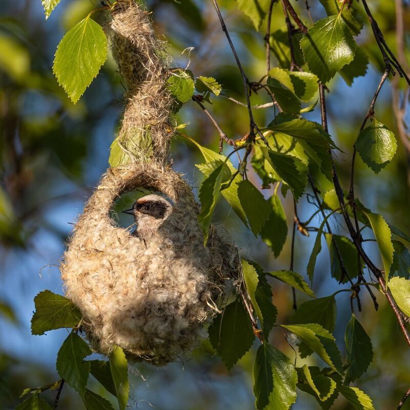ремез, птицы, гнездо Ремез фото превью