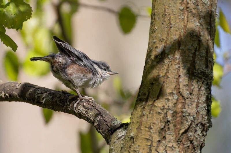 поползень, слеток, птицы Поползенок фото превью