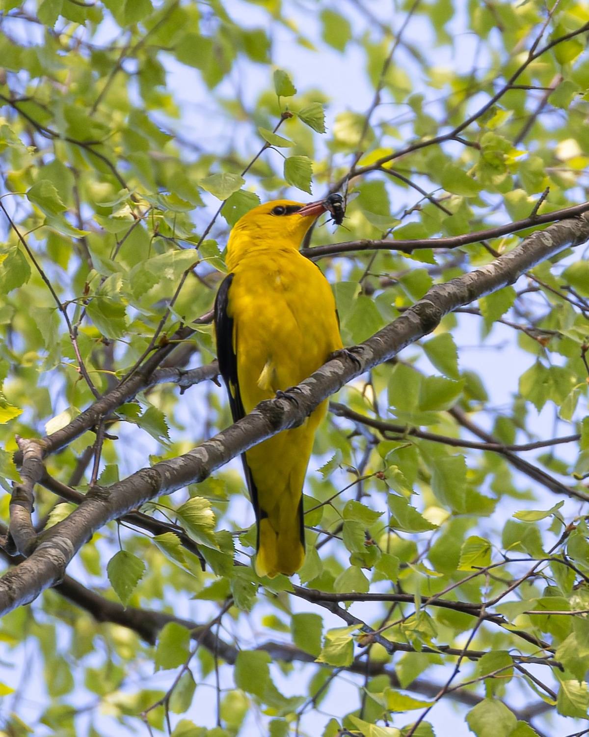 иволга, птицы, Руслан Pl
