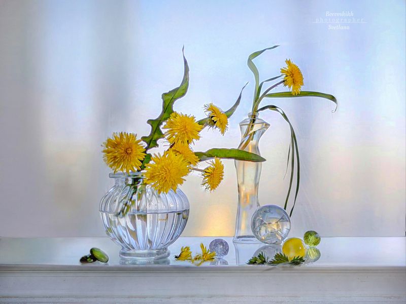 Одуванчики фото превью