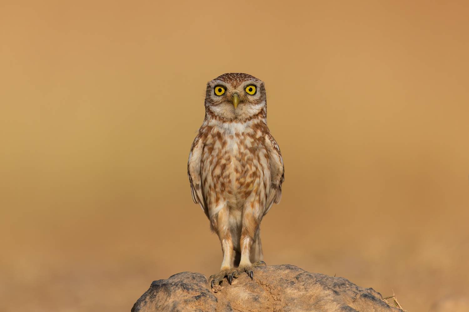 , Фруман Евгений