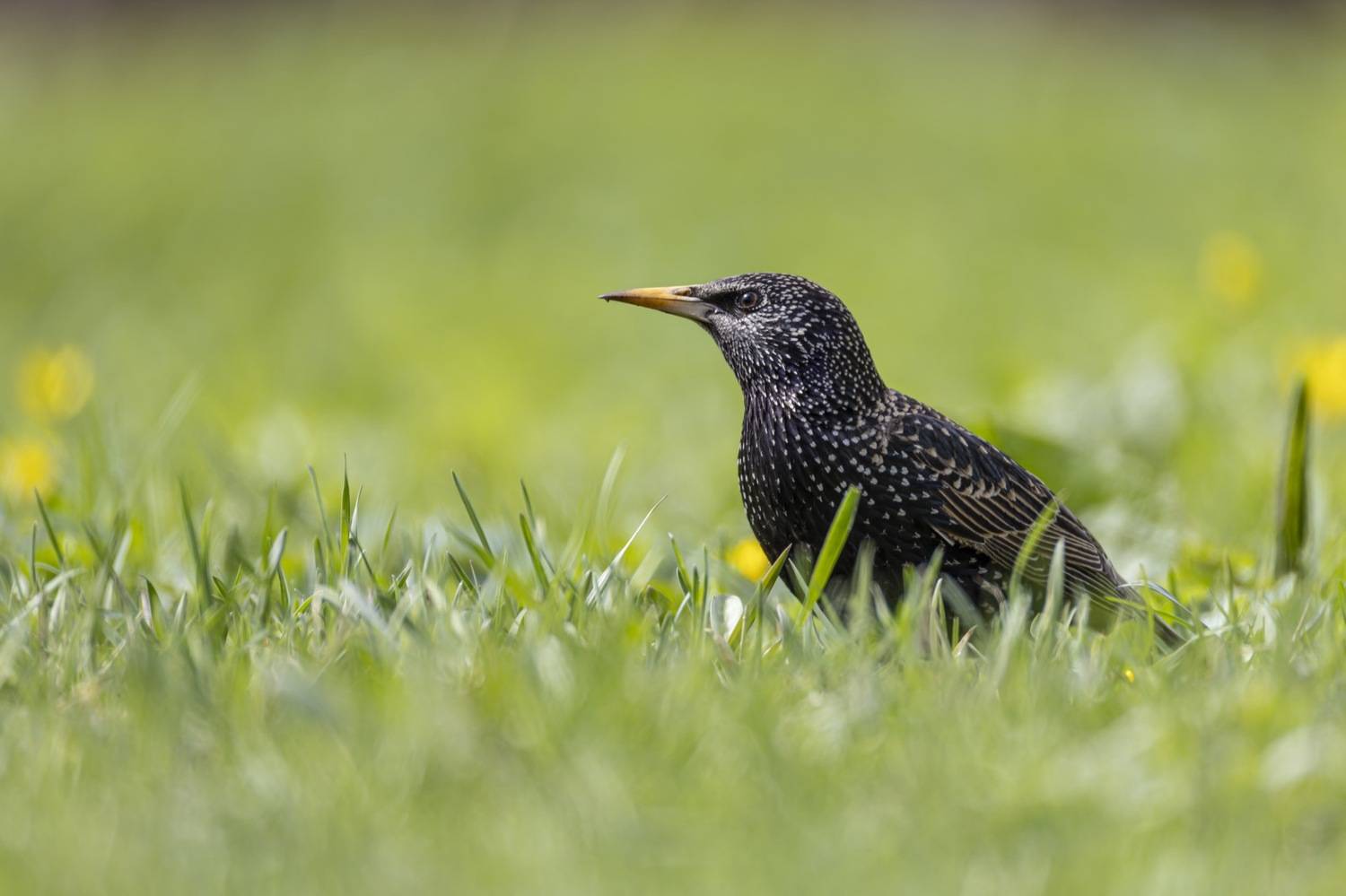 скворец, птицы, Руслан Pl