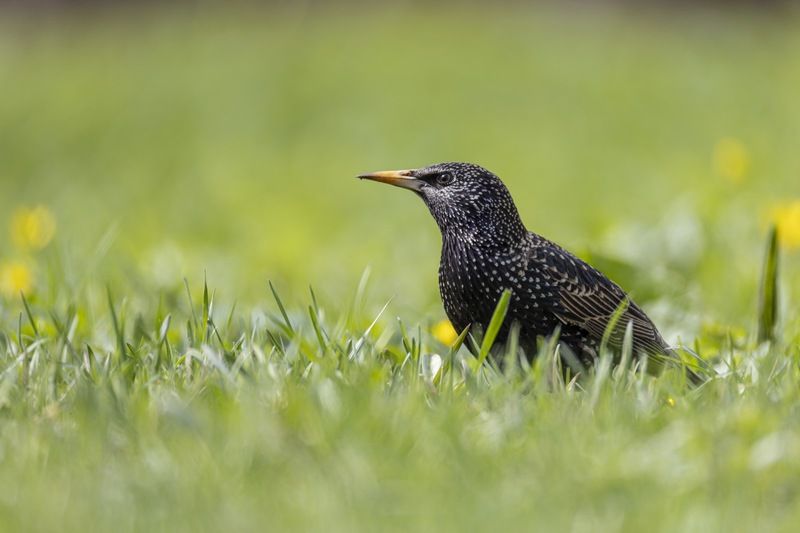 скворец, птицы Скворец фото превью