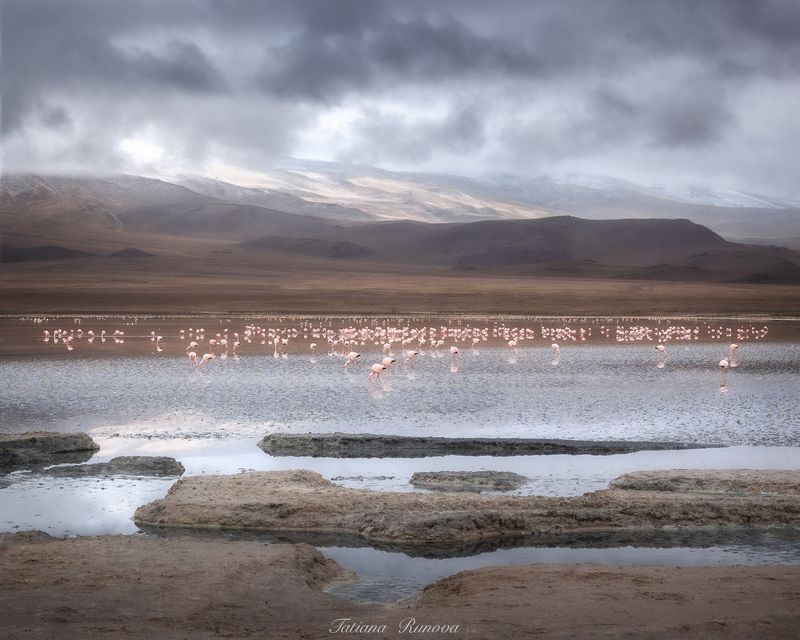 Фламинго на рассвете фото превью
