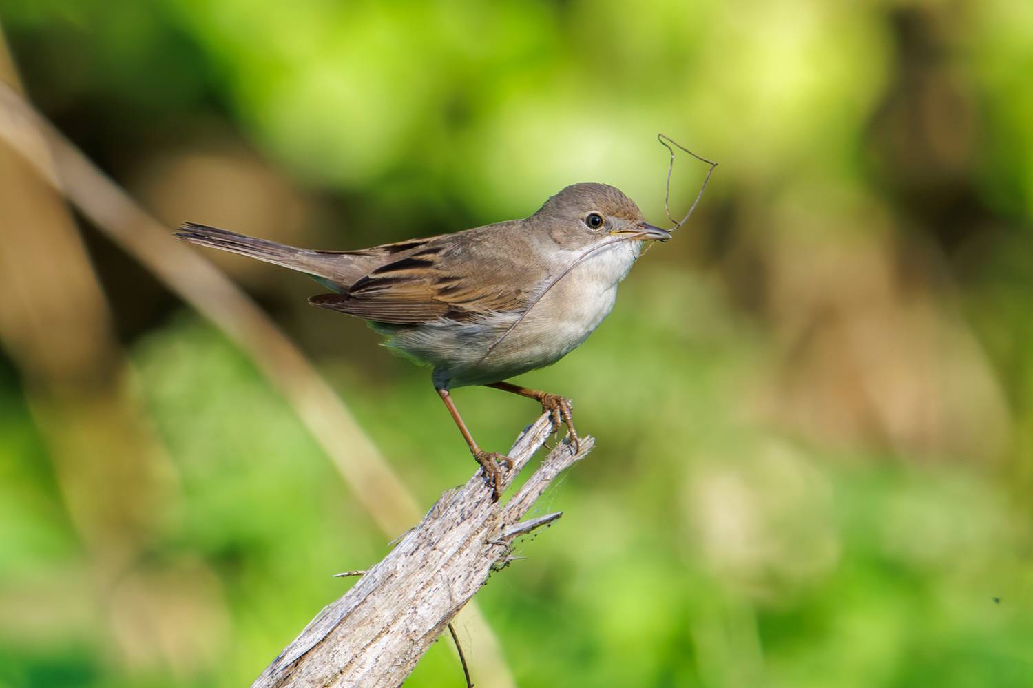 , Морозов Сергей