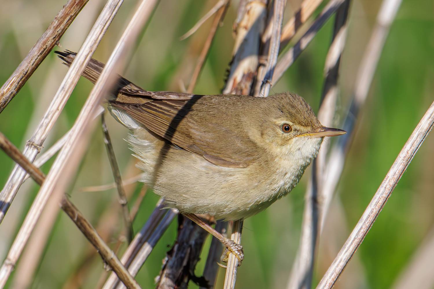 , Морозов Сергей