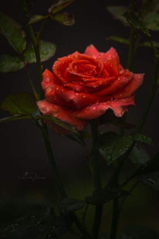 За гранью сумерек... фото превью