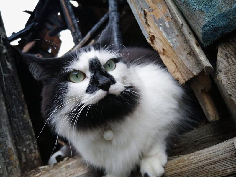 фото превью