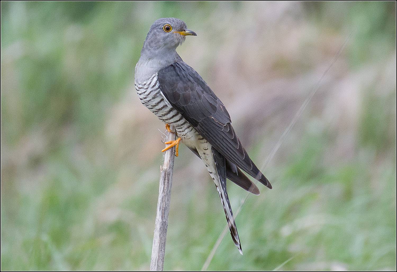 москва, май, парк, кукушка обыкновенная, АНАТОЛИЙ ДОВЫДЕНКО