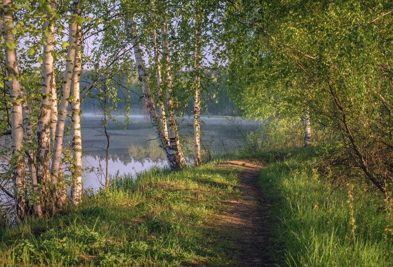 май утро тропинка туман серково Прохладное утро мая фото превью