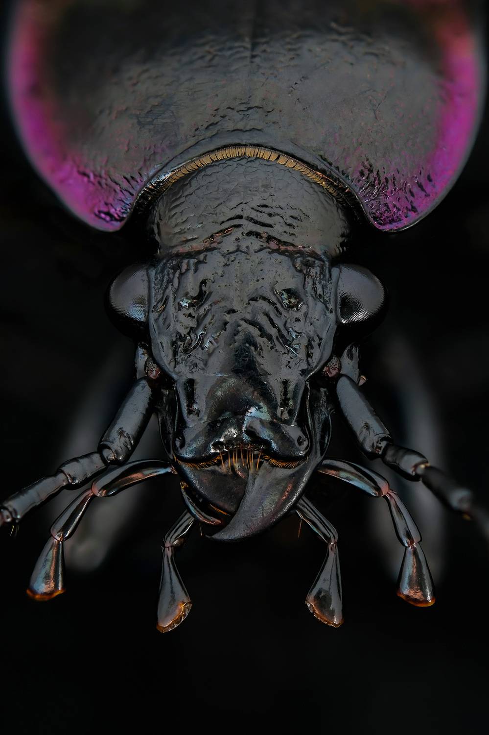 #макросъёмка, #макромир, #макрофото, #макросъемканасекомых, #макро_насекомые, #мирнасекомых, #насекомые, #жуки, #бабочки, #энтомология, #природа, #фауна, #красотаприроды, #фото_насекомых, #фотоприроды, #природавокруг, #увеличение, #ультрамакро, #интересны, Васильев Роман