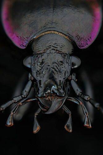 Жужелица (лат. Carabidae)
