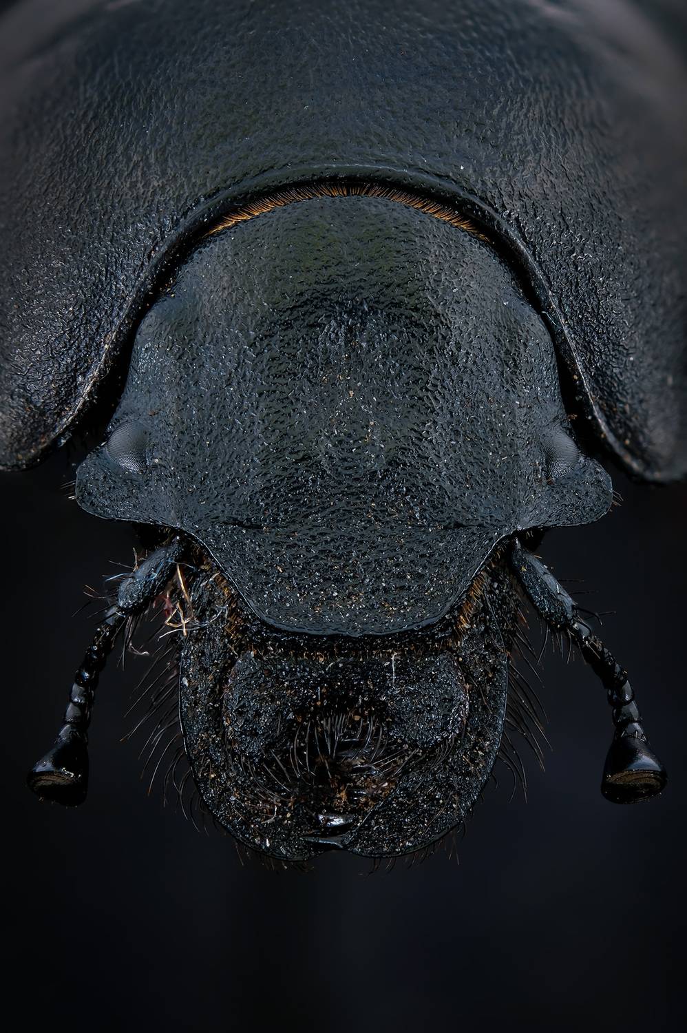 #макросъёмка, #макромир, #макрофото, #макросъемканасекомых, #макро_насекомые, #мирнасекомых, #насекомые, #жуки, #бабочки, #энтомология, #природа, #фауна, #красотаприроды, #фото_насекомых, #фотоприроды, #природавокруг, #увеличение, #ультрамакро, #интересны, Васильев Роман