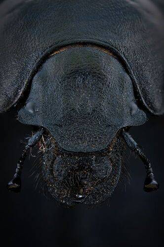 Навозник (лат. Geotrupes stercorarius)