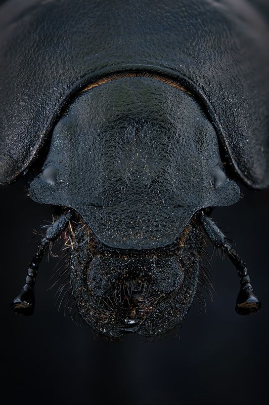 Навозник (лат. Geotrupes stercorarius) фото превью