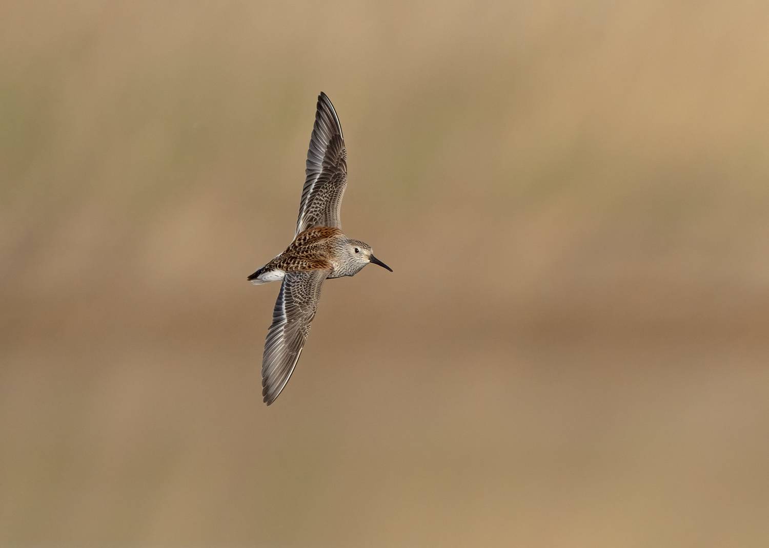 птицы,природа, весна, Андрей Киселёв