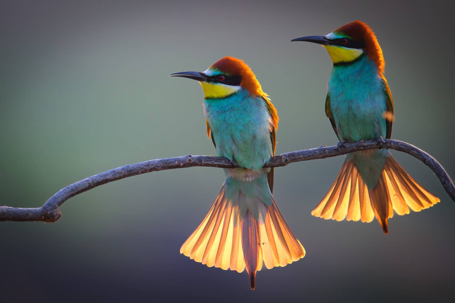 , Владимир Ежов