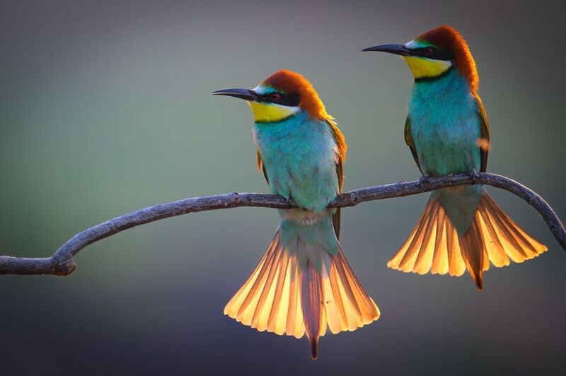 Живые фонарики фото превью