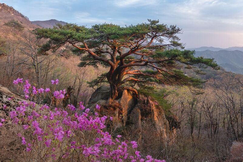 Spring Season Cheonyeonsong фото превью