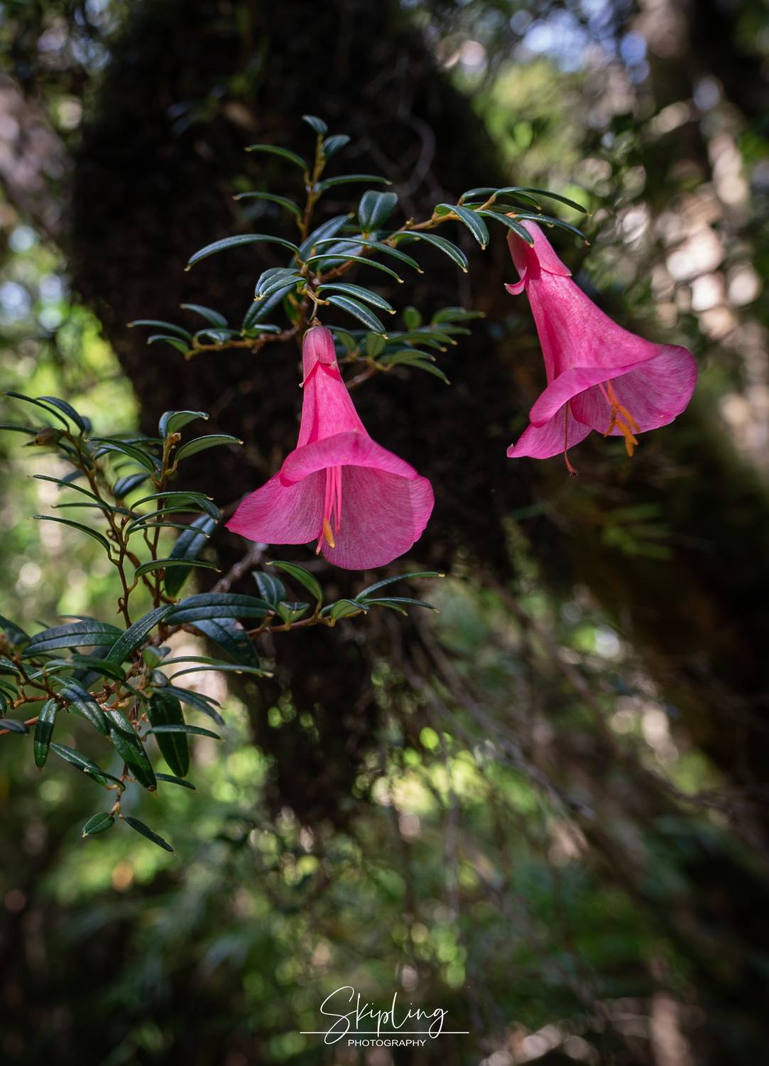, Ганюшкин Владимир