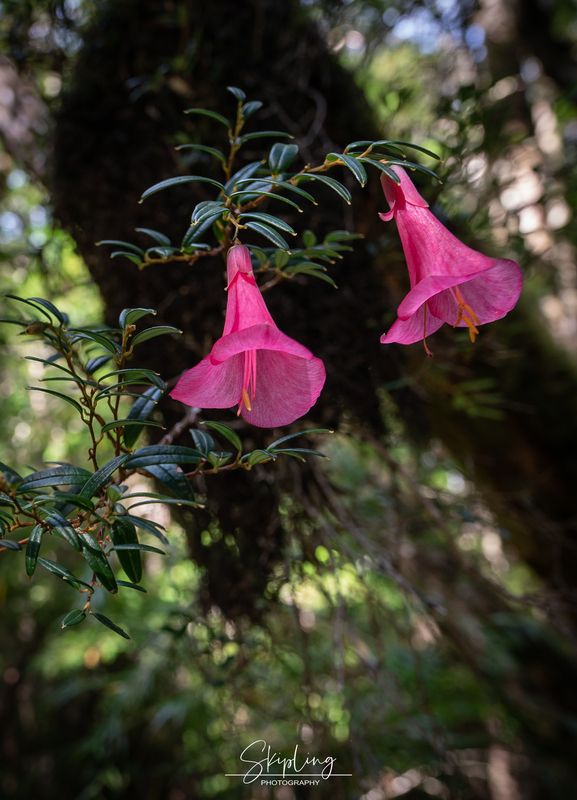 Philesia magellanica фото превью