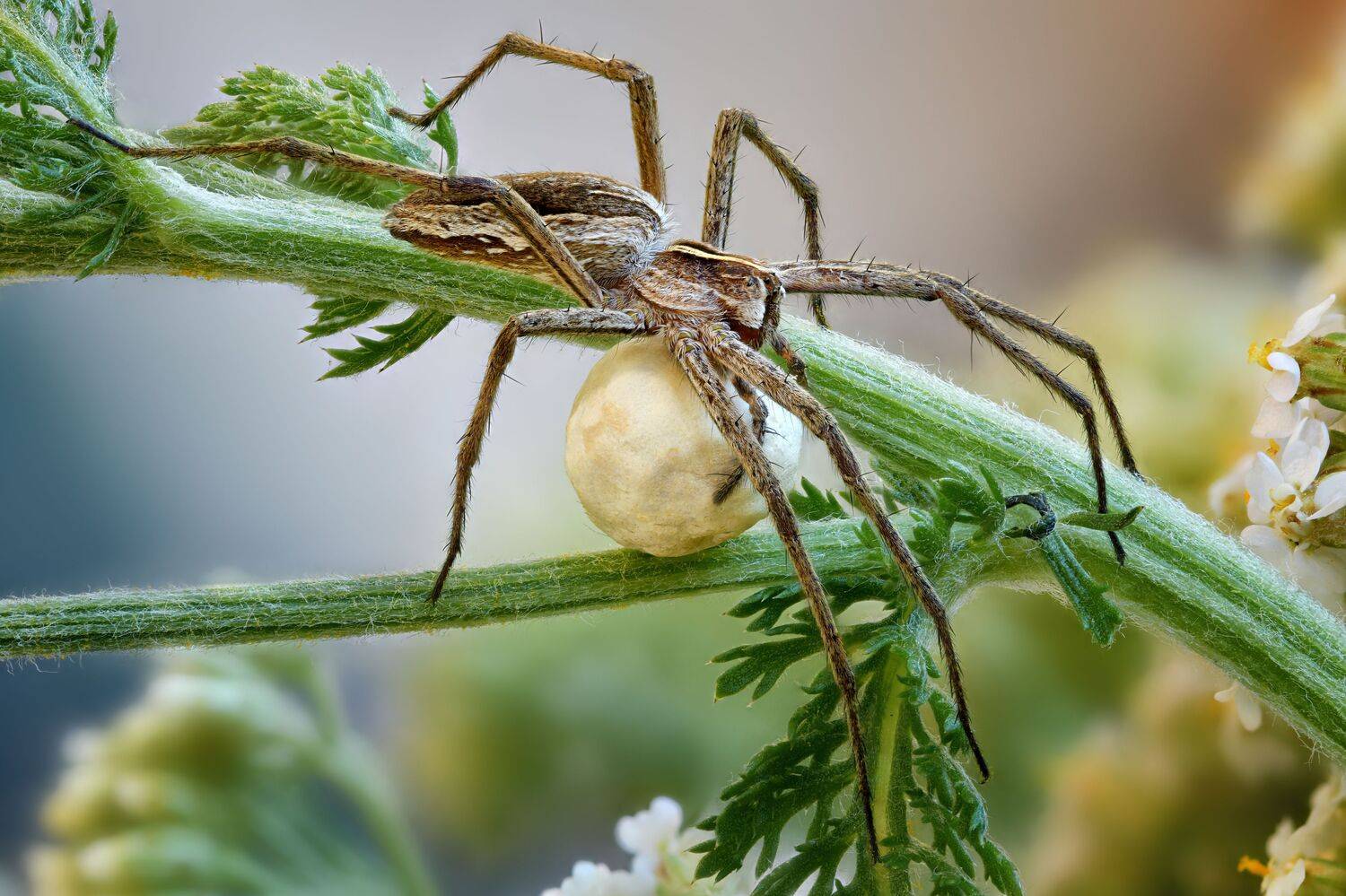, Антон Финевич