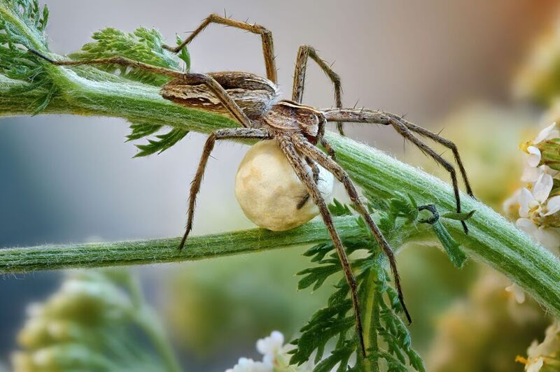 Пизаура фото превью