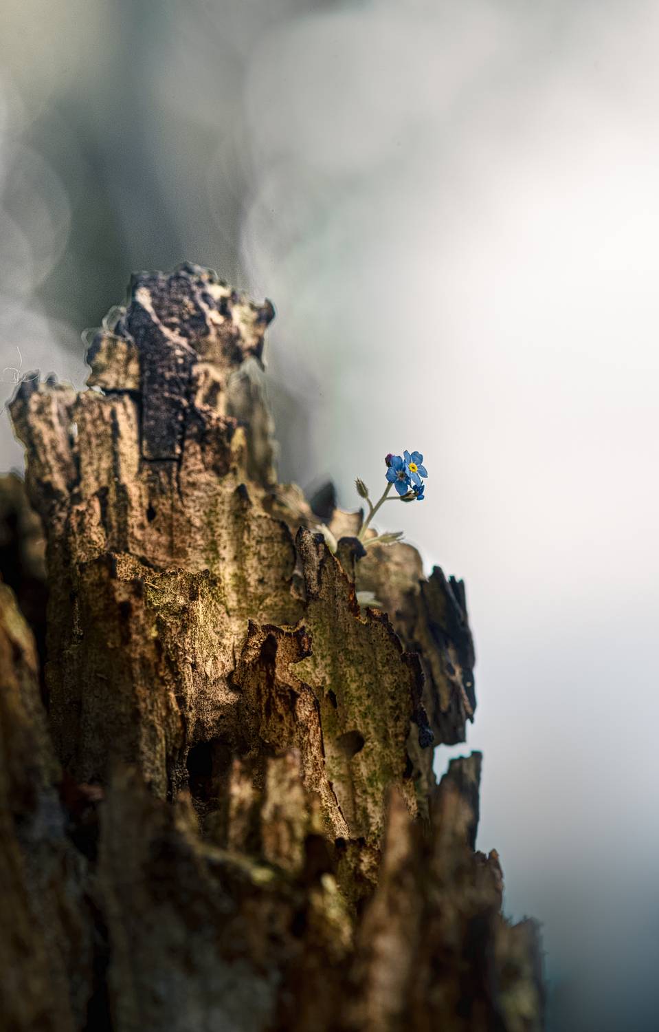 пень, незабудка, Неля Рачкова