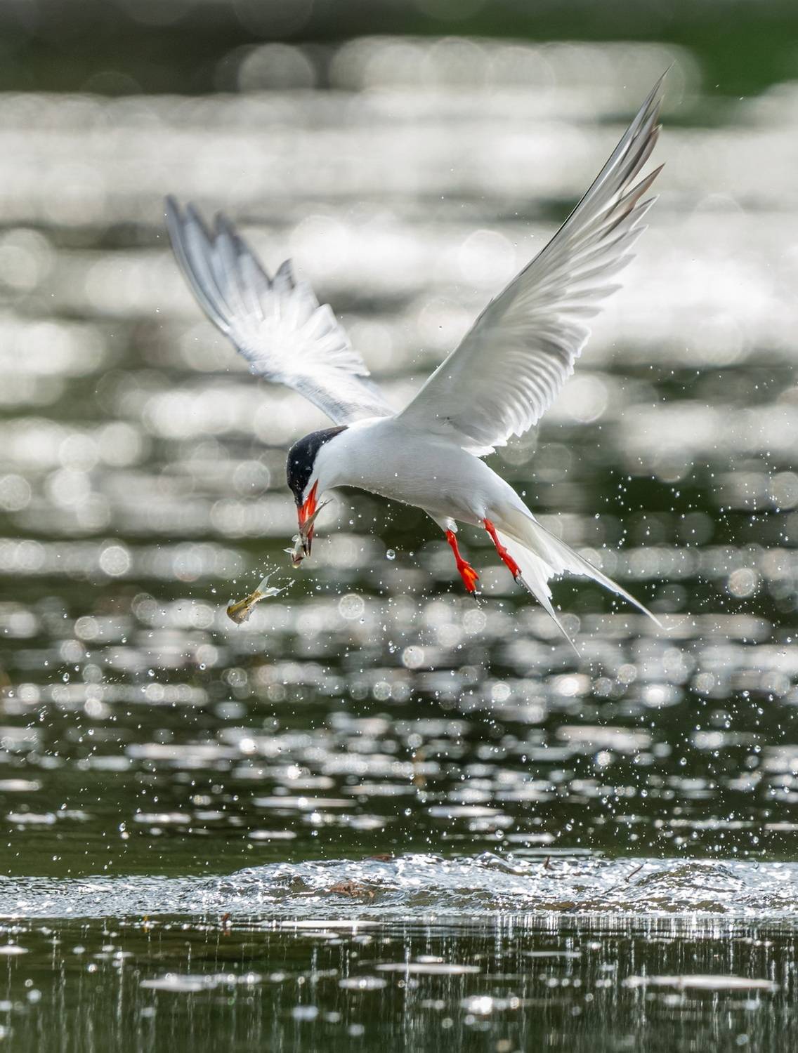 , Дэм Константин