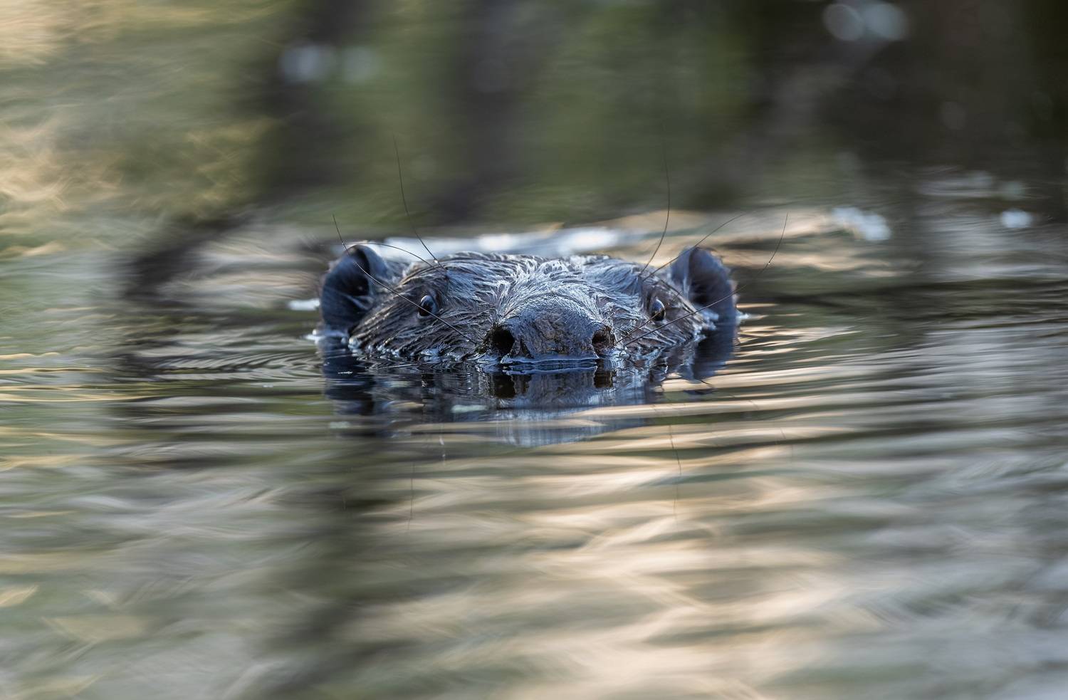 , Дэм Константин