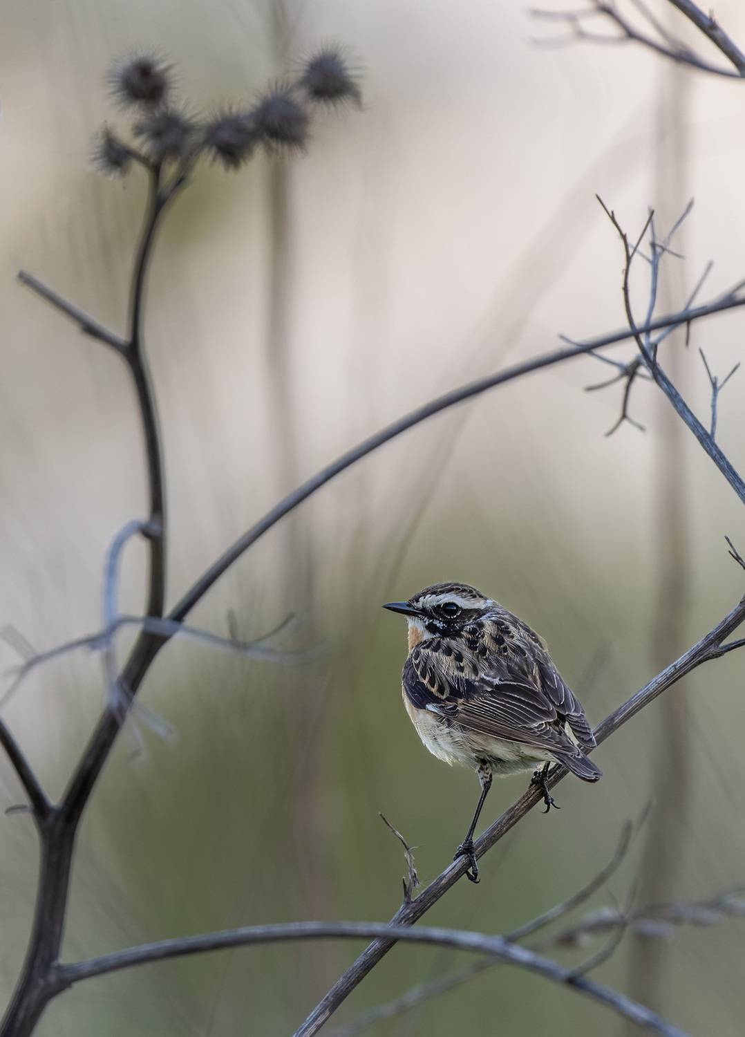 , Дэм Константин