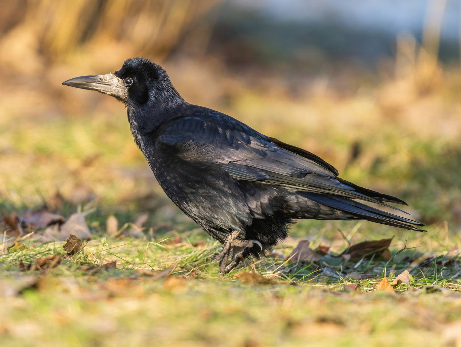 , Дэм Константин