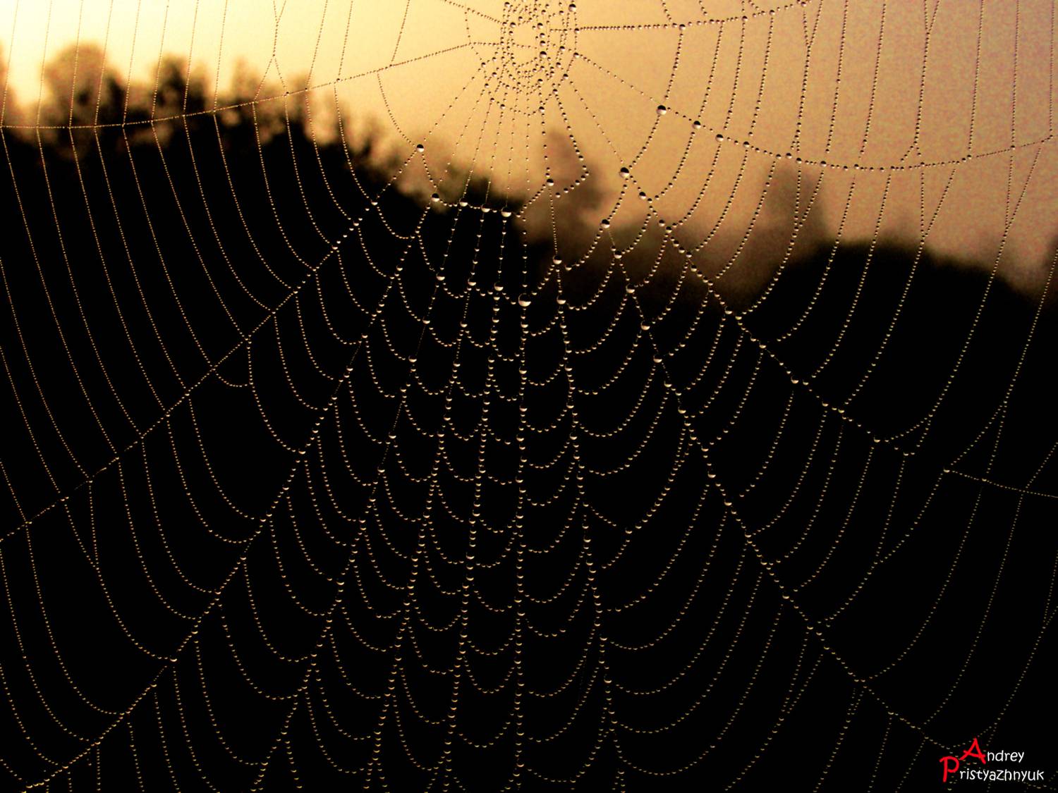 , Andrey Pristyazhnyuk