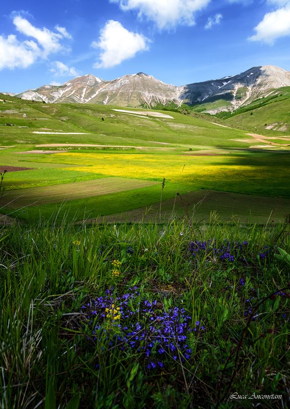 Flowers in Castelluccio фото превью