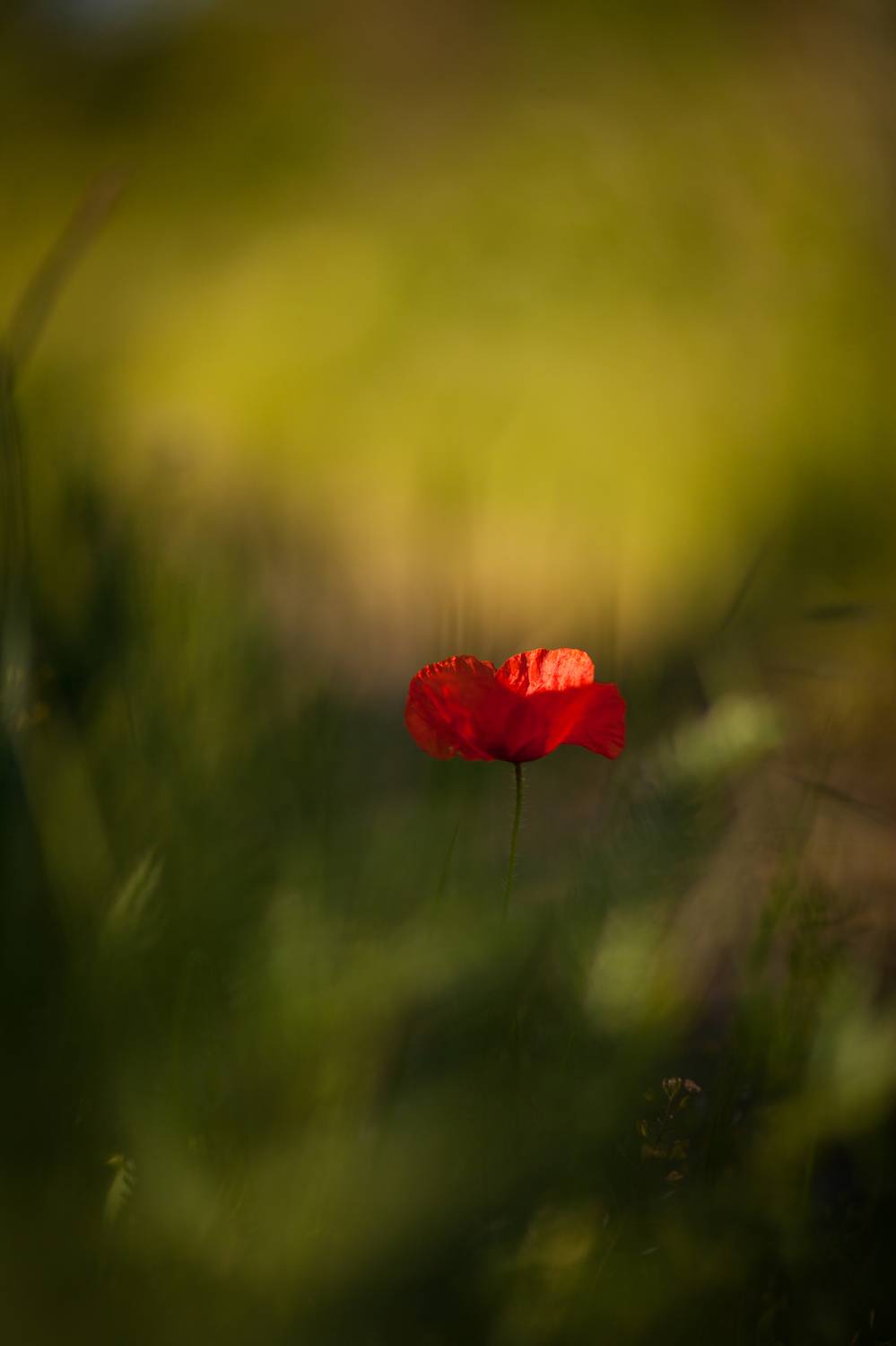 , Викулов Николай