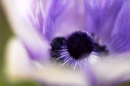 Some spring impressions