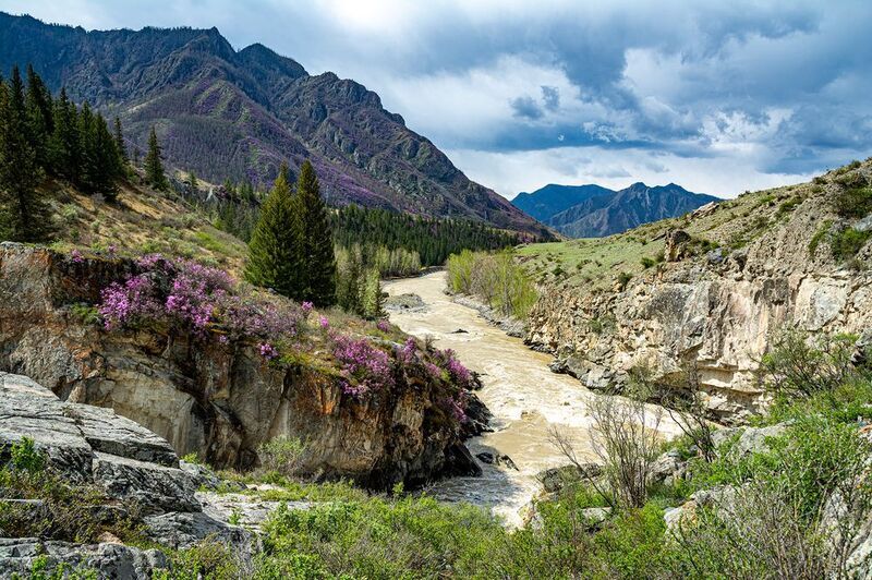 цветение маральника на алтае Цветение маральника на Алтае фото превью